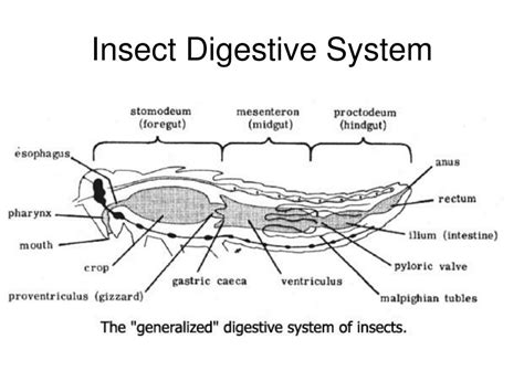 PPT - Insect Design and Structure PowerPoint Presentation, free ...