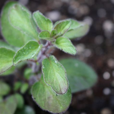 Greek Oregano | Oregano, Herb seeds, Perennial plants