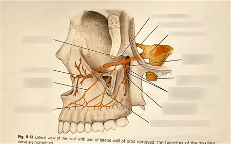 Maxillary nerve Diagram | Quizlet