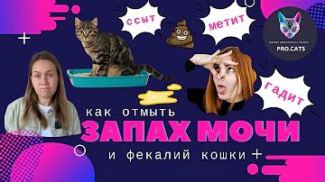 Как отличить мочу от метки? Ответов на вопрос: 25