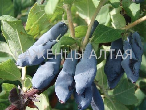 Жимолость "Морена"