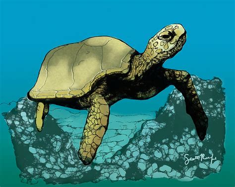 Sea Turtle In The Coral Reef Digital Art By Scott Rolfe Pixels