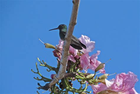 Foto Beija Flor De Garganta Verde Chionomesa Fimbriata Por Thamylles