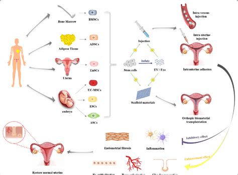 Stem Cell Based Approaches To Uterus Regeneration Include 1