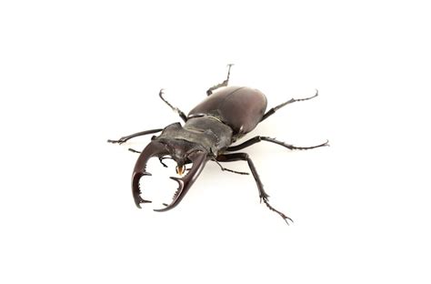 Lucanus Cervus Escarabajo Ciervo Sobre Un Fondo Blanco Foto Premium