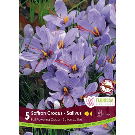 Crocus 'Sativus' Bulbs 5Pk | Crocus Bulbs | Arts Nursery Garden and ...