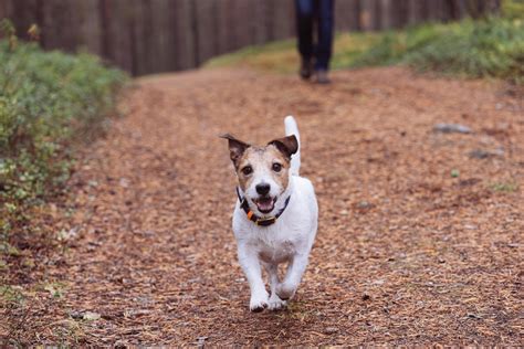 4 Different Dog Walks to Keep Exercise Interesting | Great Pet Care