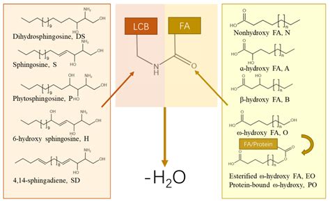 Role Of Omega Hydroxy Ceramides In Epidermis Biosynthesis Barrier