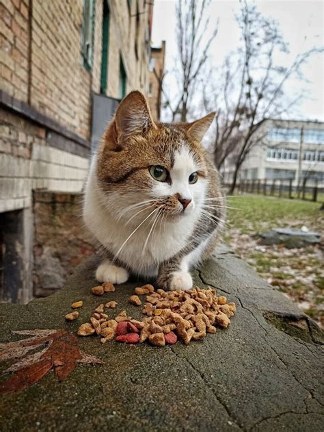 шерстяной :: Усы :: кот / смешные картинки и другие приколы: комиксы ...