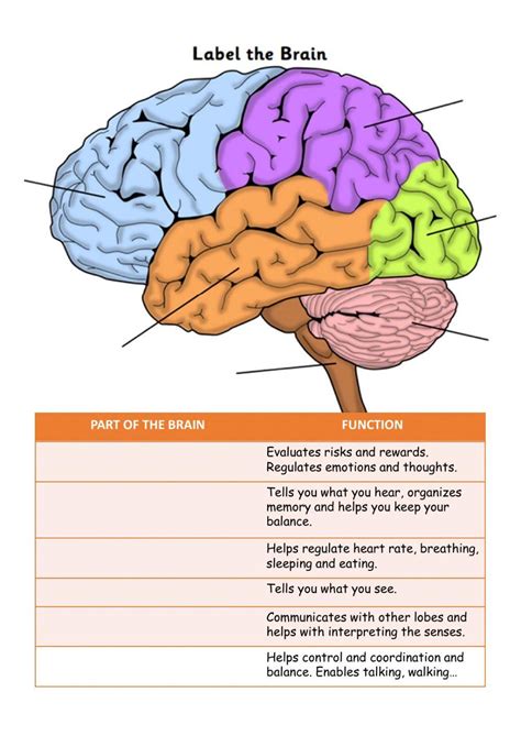 Parts Of The Brain Exercise Live Worksheets Worksheets Library