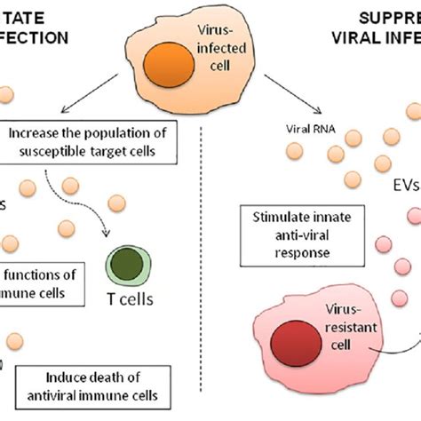 Roles Of Extracellular Vesicles Evs During Retroviral Infection Evs Download Scientific