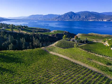 Naramata Bench Okanagan Lake Winery Vineyard Aerial Stock Image Image