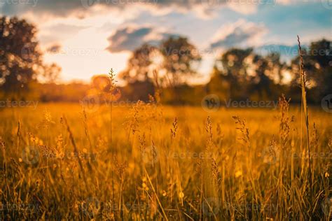 Field Of Yellow Flowers Sunset