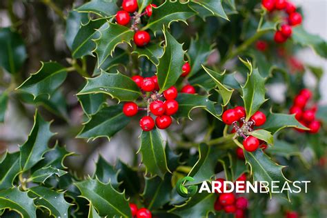 Holly Bush Guide: How to Grow & Care for “Ilex” Shrubs