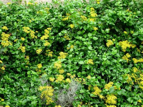 Invasive Ground Cover Yellow Flowers Ground Cover Good