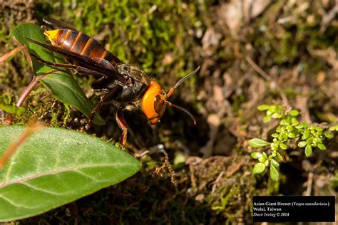 Asian Giant Hornet Vespa Mandarinia Asian Giant Hornet Flickr