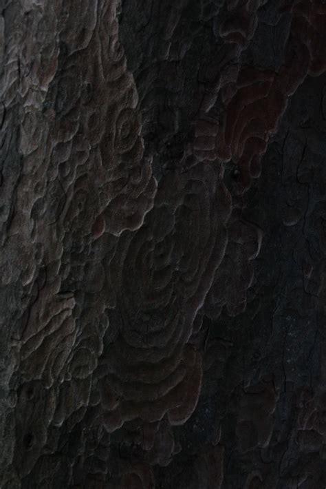 Tree Bark Patterns At Sydney Gardens F56 550mm 160 Iso8 Flickr