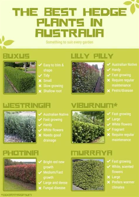 The Best Hedge Plants In Australia Info Sheet For All Types Of Hedges