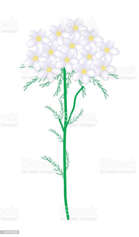 Ilustración De Yarrow Flores Blancas O Achillea Millefolium Flores Y Más Vectores Libres De