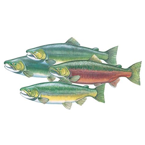 detailed illustration  pacific salmon species chum pink  sockeye