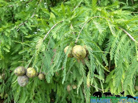 Cypress Trees Imagine Our Florida Inc