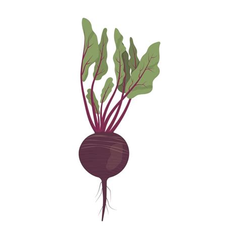 Premium Vector Beet Beetroot Vector Illustration