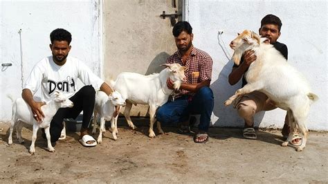 Reasonable Price Me Barbara And Bantam Goats At Nice Goat Farm