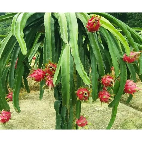 Garden Plant Seeds Fruit Tree Seeds 100+ Red Pitaya Seeds Pcs Dragon Fruit Red Meat Megalanthus ...