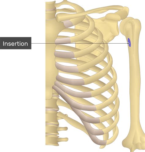 Infraspinatus Teres Minor Rotator Cuff Yoga Anatomy 40 Off