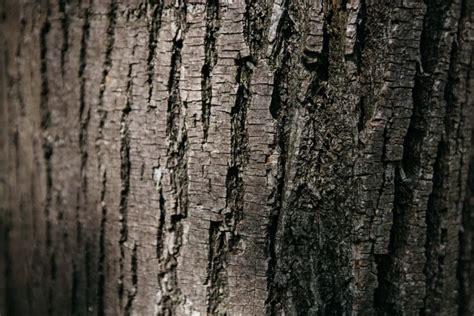 Free picture: timber, tree, cortex, bark, black, close-up, texture, wood, trunk, rough