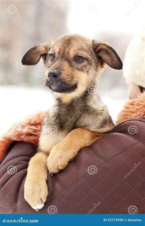 Lovely puppy stock photo. Image of breed, puppy, expression - 23179598