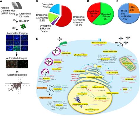 Genome-wide RNAi Screen (A) Schematic of the RNAi screen with robust Z ... 