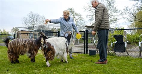 Open Dag Bij Zorgboerderij Boerenblij In Haskerhorne Patyna