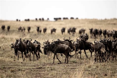 Masai Mara Safari A Guide For Wildlife Photographers