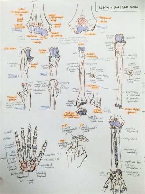 ilustracao ossos radio ulna  ossos  carpo anatomia
