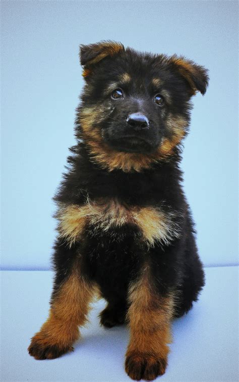 When Do German Shepherd Puppies Ears Stand Up? An Overview