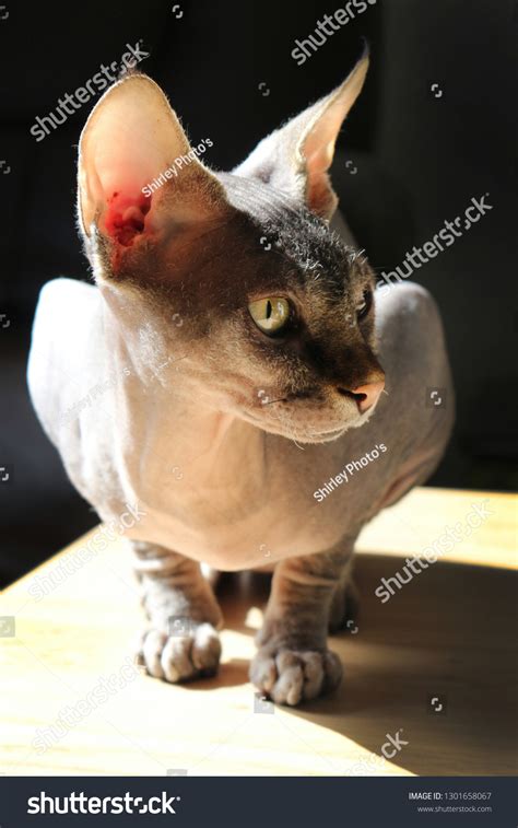 Portrait Playful Nude Cat Called Sphinx Stock Photo Shutterstock