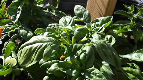 Ladybug Porn Ladybeetles Mating YouTube
