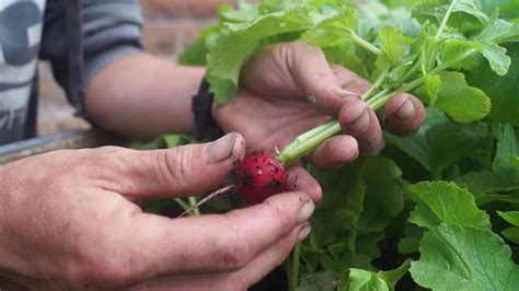 Harvesting Radish Youtube