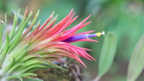 Tillandsia Ionantha Care Made Easy — Our Best Tips!