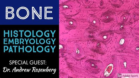 Normal Bone Histology And Embryology 101 With Dr Andrew Rosenberg Youtube