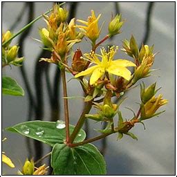 Irish Wildflowers Square Stalked St John S Wort Hypericum