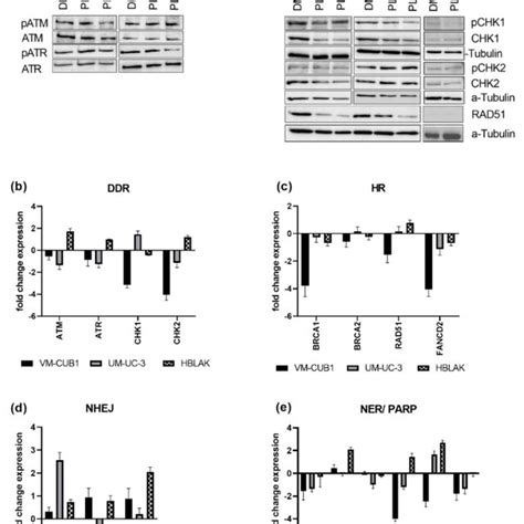 PLX Impairs DNA Damage Signaling And Induces DNA Repair Deficiency A