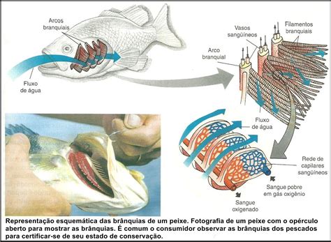 Sistema Respiratorio Do Peixe - Sistema Respiratorio Do Peixe - GITEDU