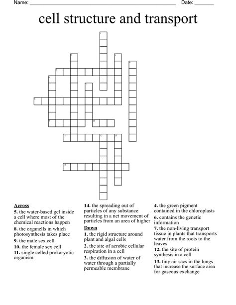 Cell Structure And Transport Crossword Wordmint