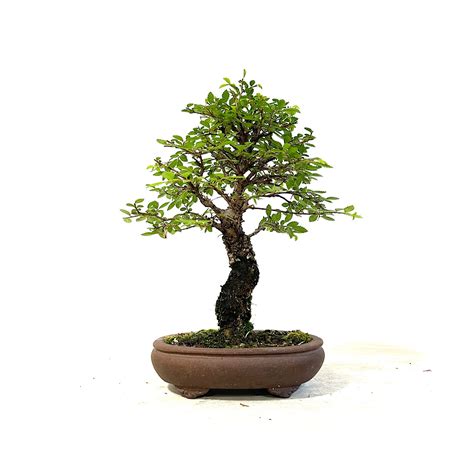 Bonsái olmo nireyaki o zelkova parvifolia medidas 23x17 cm