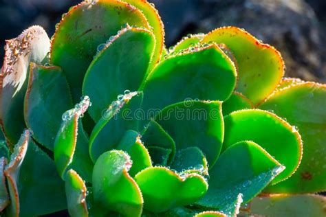 Wet Succulent Plant With Water Drops Close Up Stock Photo Image Of