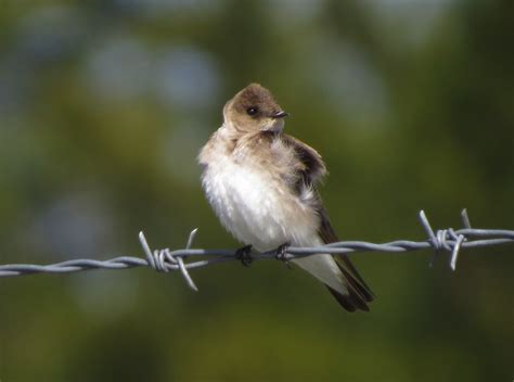 Northern Rough Winged Swallow Sacramento Audubon Society