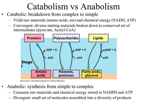 Ppt Metabolism Powerpoint Presentation Free Download Id1951777