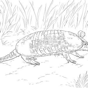 Adorable Armadillo Coloring Page